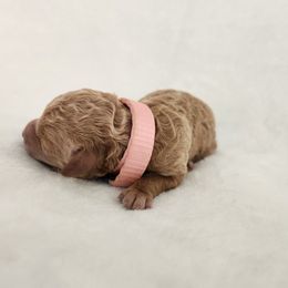 Pink collar - Red  female Goldendoodle puppy in Webster, New York from Sacred Heart Doodles