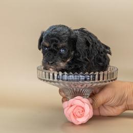 Boy 5 - male Poodle puppy in Weston, Florida from Miami Toy Poodles