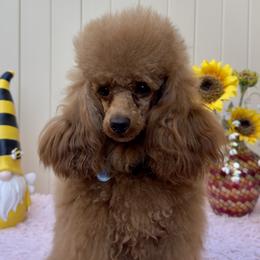 Louie - Poodle