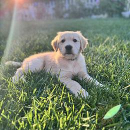 Golden Retriever Puppies from Golden M Family Farms