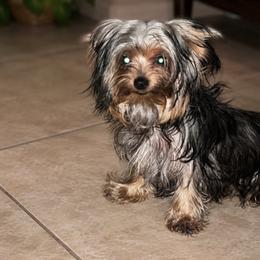 Maltese and Yorkshire Terrier Puppies from Teacup Yorkie Love