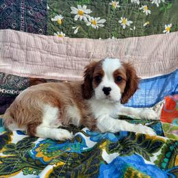 Boy2 - Blenheim male Cavalier King Charles Spaniel puppy in Avalon Beach, Florida from Cavaliers of Avalon