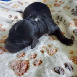 Peaches - Black female Sheepadoodle puppy in Bellevue, Iowa from Fluffy Wonders Poms and Doodles
