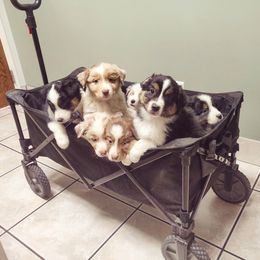 Australian Shepherd Puppies from NK Ranch Australian Shepherds
