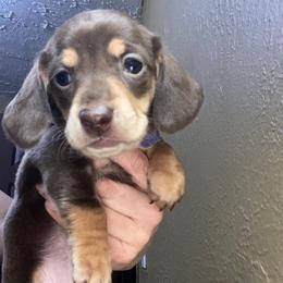 Princess Ellie the chocolate cream - Chocolate and tan female Dachshund puppy in El Cajon, California from Lisa Buxton