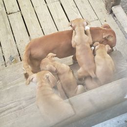 Bull Terrier and Staffordshire Bull Terrier Puppies from Courstaff Staffords