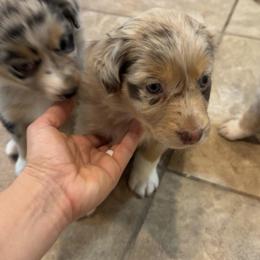 Australian Shepherd Puppies from Friendly Hills Aussies