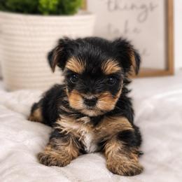 Blossom - Black and tan female Yorkshire Terrier puppy in Phoenix, Arizona from Luxury Pups AZ