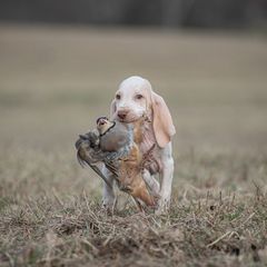 Bracco Italiano, German Shorthaired Pointer, and Vizsla Puppies from Nosam Kennels- Vizslas, German Shorthairs & Braccos- Kentucky
