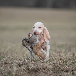 Bracco Italiano, German Shorthaired Pointer, and Vizsla Puppies from Nosam Kennels- Vizslas, German Shorthairs & Braccos- Kentucky