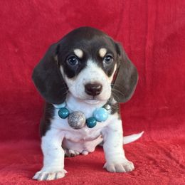 Brett - Piebald male Dachshund puppy in Lincoln, Arkansas from Red Dirt Dachshunds