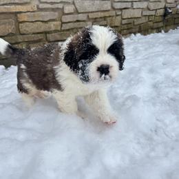 Saint Bernard Puppies from Northwoods Saint Bernards
