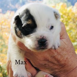 Max - Blue mottled male Australian Cattle Dog puppy in Redding, California from Lone Pine Kennel
