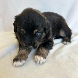 Guadalupe - Black tri-color male Australian Shepherd puppy in Beach City, Texas from Salt N Sass Aussies