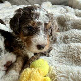 Galaxy - Blue merle male Bernedoodle puppy in Springville, Utah from Oodles of Bernedoodles