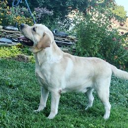 Bond - Labrador Retriever