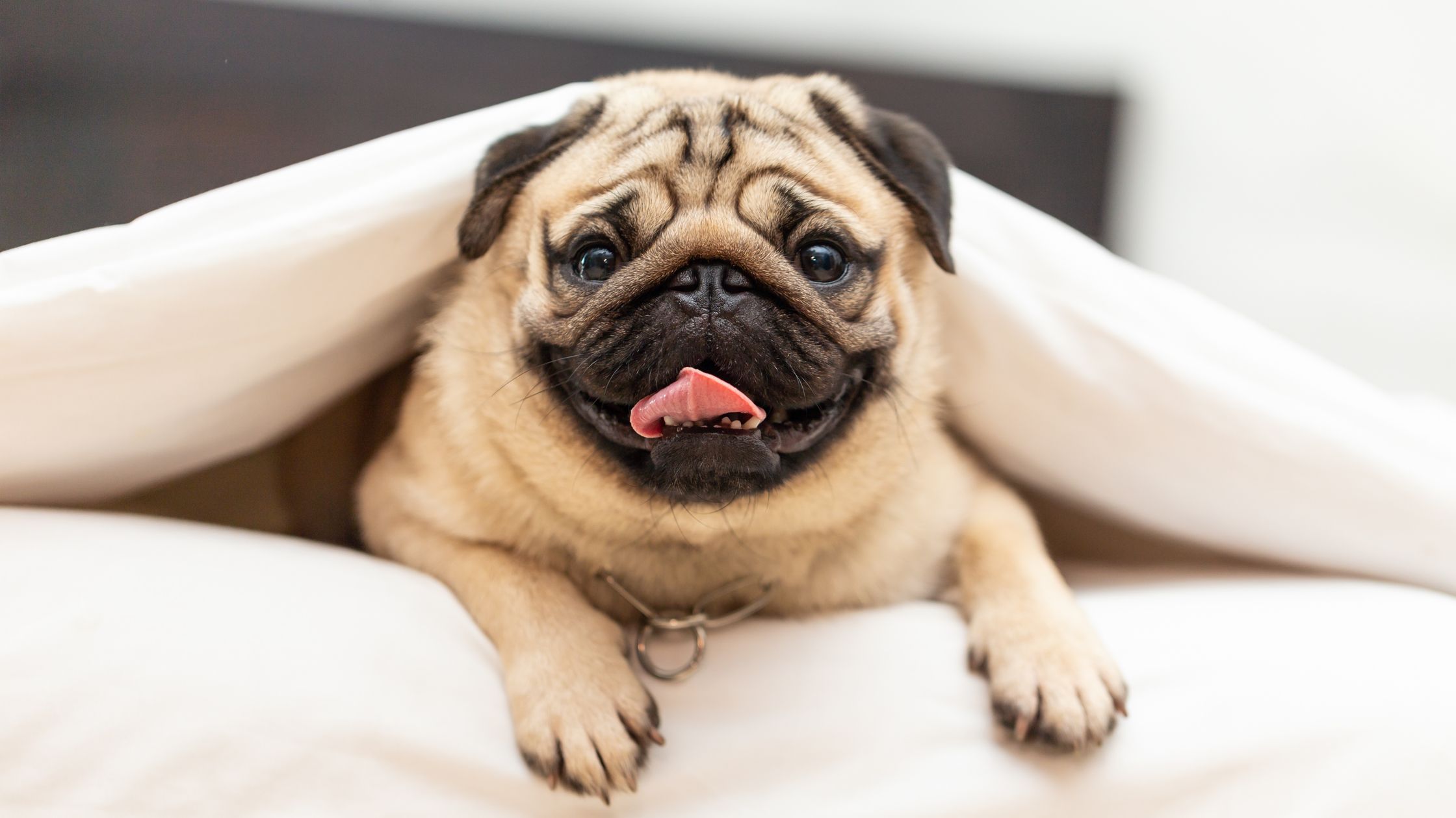 Pugs around hot sale me