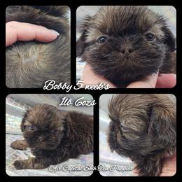 Bobby - Chocolate male Shih Tzu puppy in Maize, Kansas from Air Capital Shih Tzu Puppies