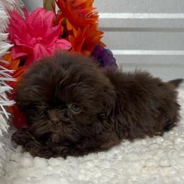 Fancy - Liver female Shih Tzu puppy in Elgin, South Carolina from Silver Bells Paw Prints