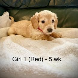 Girl 1 AKC 3995 (Red Collar) - Cream female Dachshund puppy in Ocala, Florida from Island Farms Mimi’s Dachshunds Florida