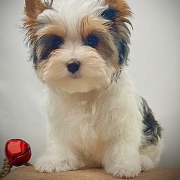 Biewer Terrier Puppies from Perfección Del Cielo Biewer Terriers