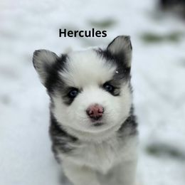 Hercules - Black and white male Pomsky puppy in Fredericksburg, Virginia from Purely Pomskies