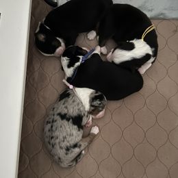 Miniature Australian Shepherd Puppies from Mill Creek Miniature Australian Shepherd