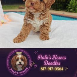 Brittany - Red female Cavapoo puppy in Dallas, Texas from Halo's Heroes Doodles