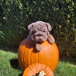 Green - Lilac tri-color male Bulldog puppy in Seattle, Washington from Authentic Bullys