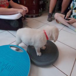 Golden Retriever Puppies from Danielle Kemper