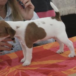 Jack Russell Terrier Puppies from Shavano Creek Jack Russell Terriers, LLC