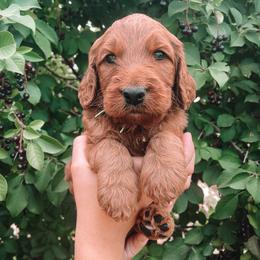 Irish Doodle Puppies from Foxrun Litters