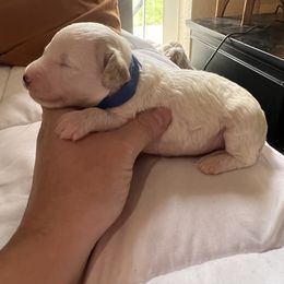 Cockapoo, Goldendoodle, and Poodle Puppies from Clad Doodles