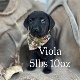 Viola - Black female Labrador Retriever puppy in Puyallup, Washington from 12 Door Farm Labradors