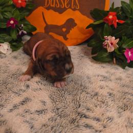 Female 3 - Mahogany and white female Basset Hound puppy in Robbins, Tennessee from Orange Mountain Basset Hounds