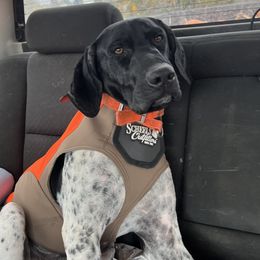 Loki - German Shorthaired Pointer