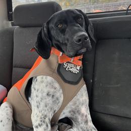 Loki - German Shorthaired Pointer