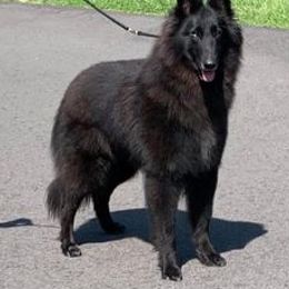 Belgian Sheepdogs from SumerWynd