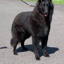 Belgian Sheepdogs from SumerWynd