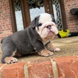 Blue - Blue tri-color male Bulldog puppy in Ben Lomond, Arkansas from Miesha Carver's Bulldogs