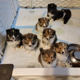 Shetland Sheepdog Puppies from Highland Shelties