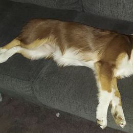 Australian Shepherds from R&K Taylor Aussies