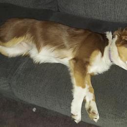 Australian Shepherds from R&K Taylor Aussies