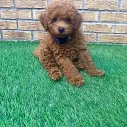 Goldendoodle puppies from Lucky Heart TeddyBear Goldendoodles