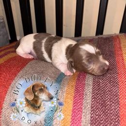 Elmer - Gray (blue) male Dachshund puppy in Clarksdale, Mississippi from Bo Didley's Doxies