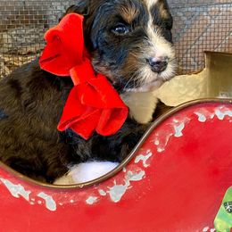 Bernedoodle and Goldendoodle Puppies from Dawg'on Doodles