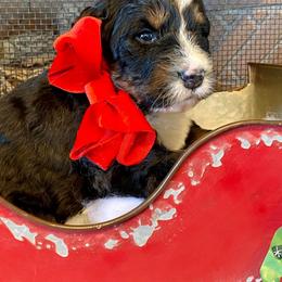 Bernedoodle and Goldendoodle Puppies from Dawg'on Doodles