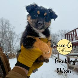 Cranberry (pink) - Black tri-color female Australian Shepherd puppy in Falmouth, Kentucky from Queen City Farm