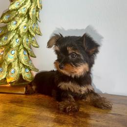 King Lay - Black and tan male Yorkshire Terrier puppy in Fort Myers, Florida from Katherine’s Yorkies and Poodles