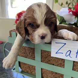 Zack - Cavalier King Charles Spaniel puppy from Cloud Nine Cavaliers